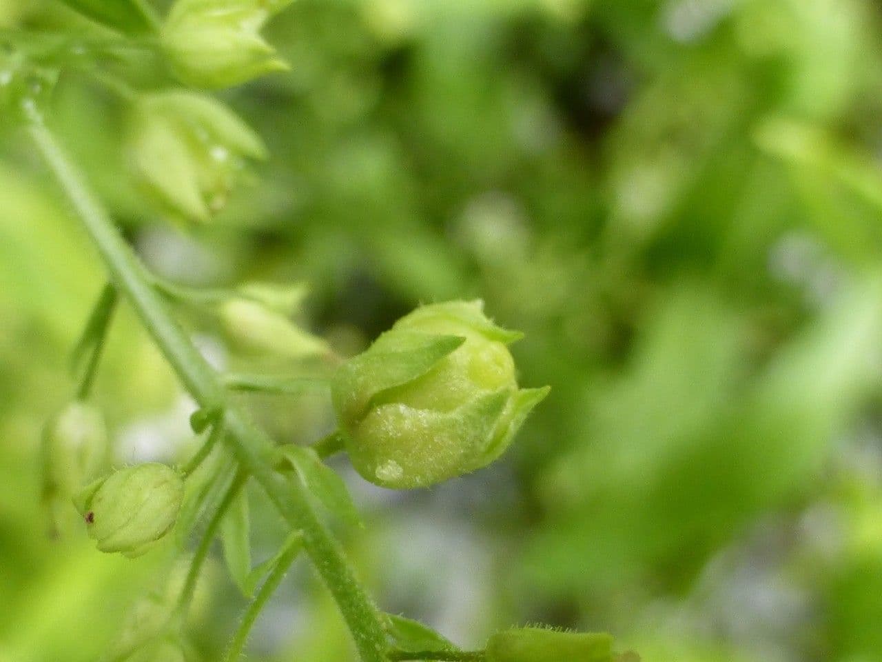 Veronica acquatica 4