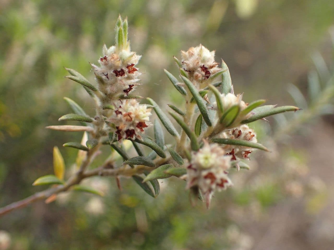 Phylica 6