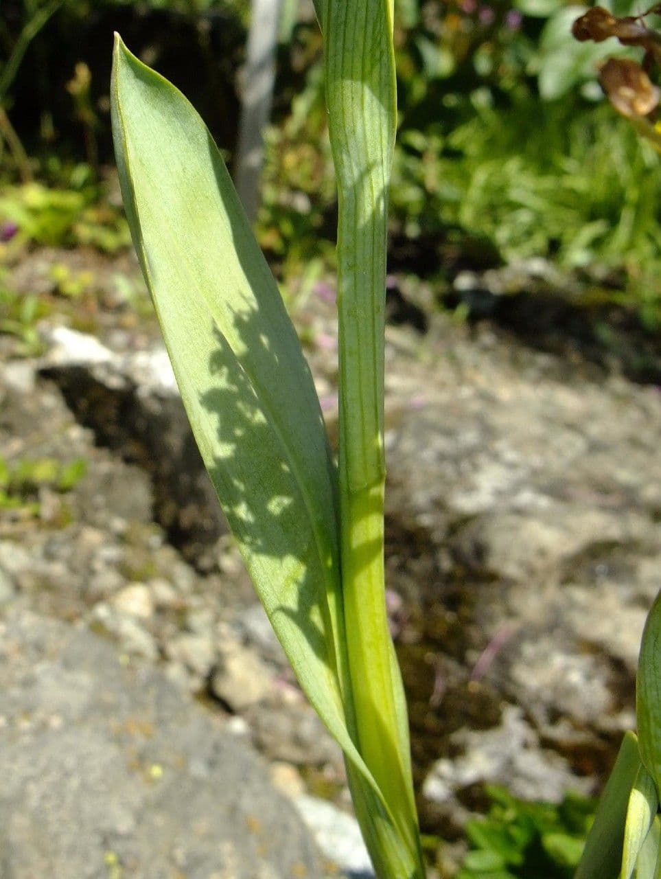 Kugelorchis 12