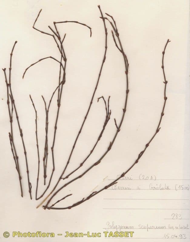Polygonum 8