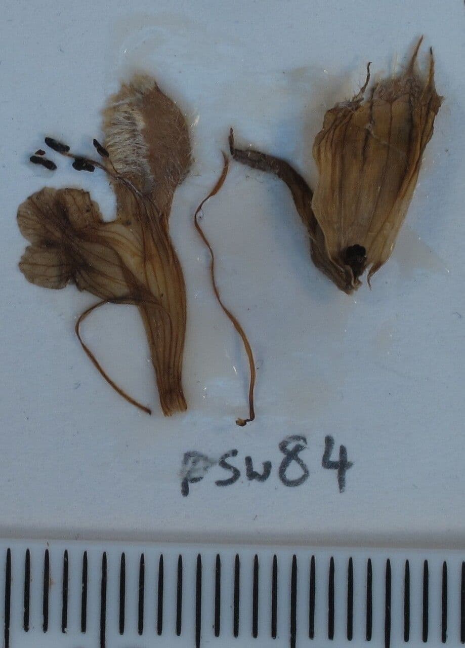 Phlomoides bracteosa 13