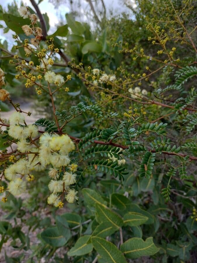 Acacia terminalis 7
