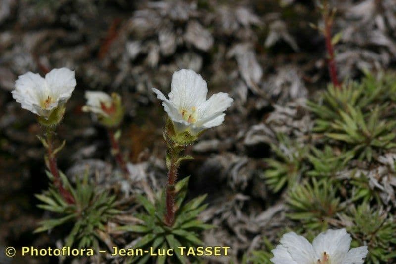 Sassifraga di Burser 6