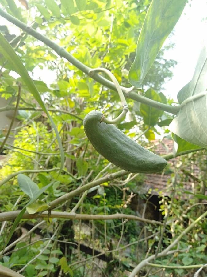 Calotropide gigante 3