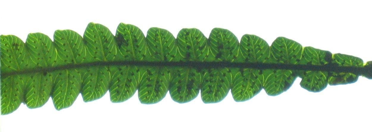 Felce 7
