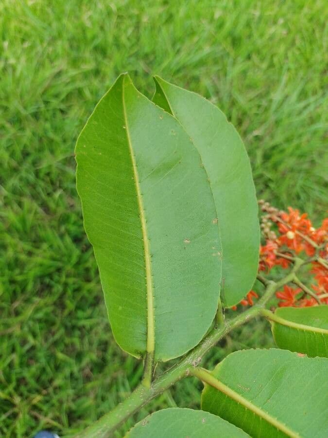 Cariniana rubra 10