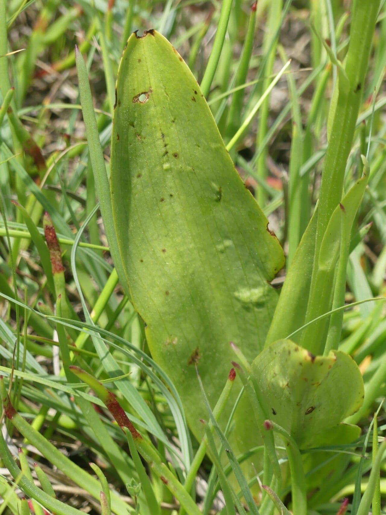 Platanthera algerina 10