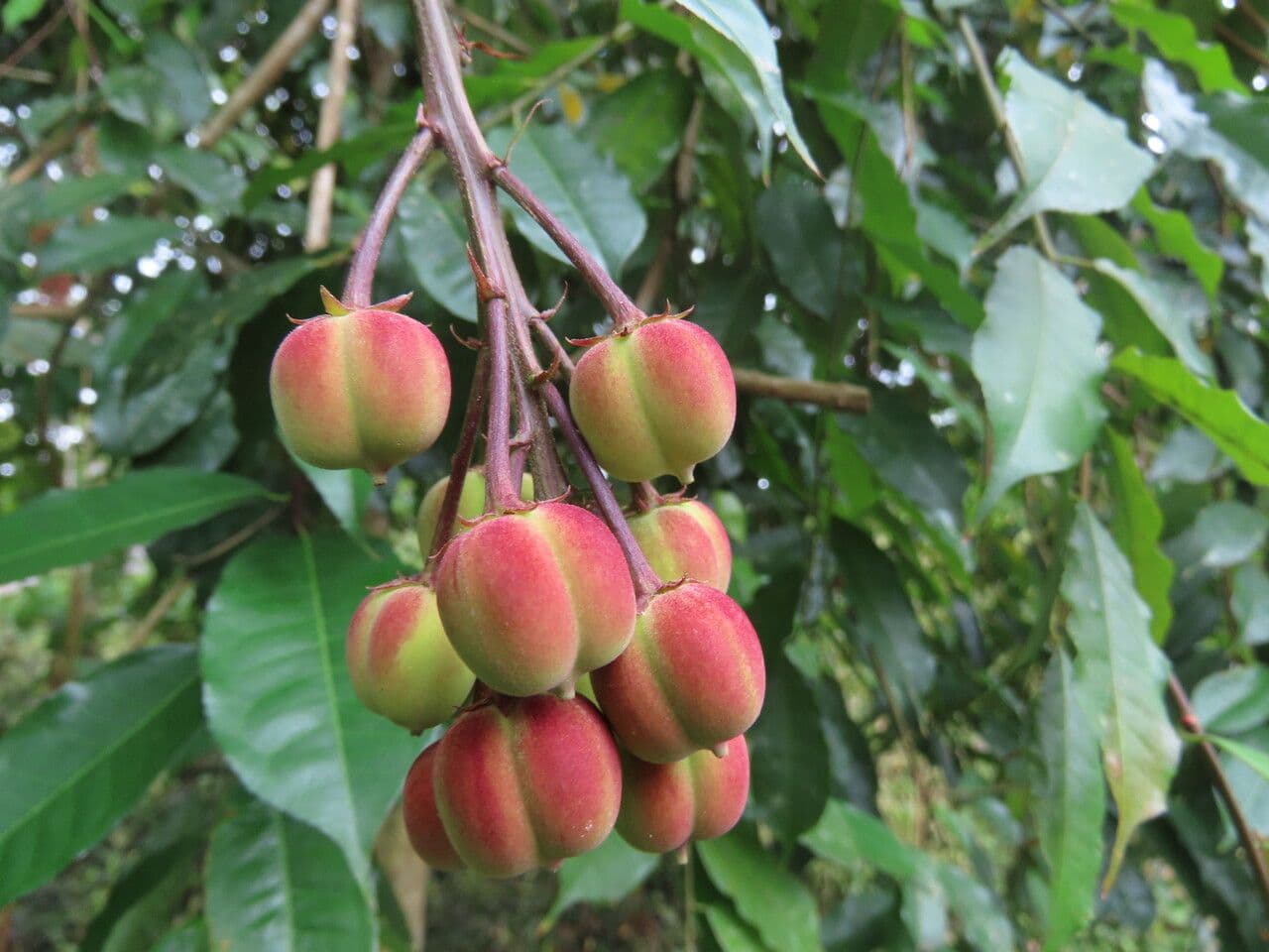 Mabea occidentale 5