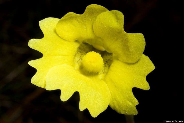 Pinguicula lutea 4