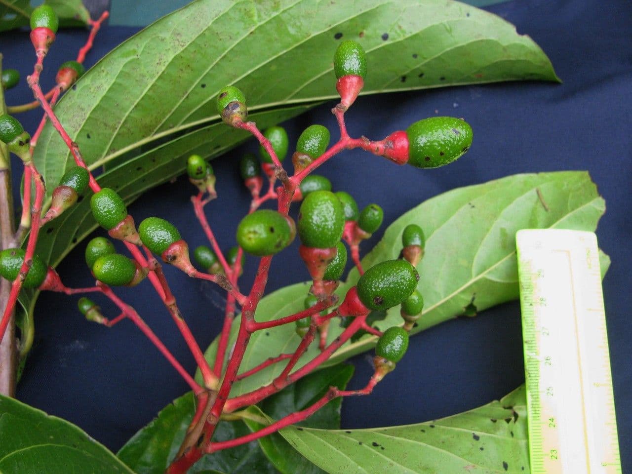 Ocotea 4