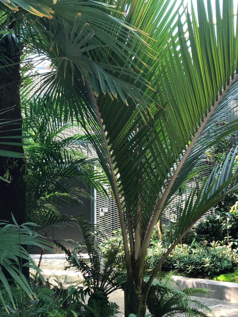 Palma Nikau 15