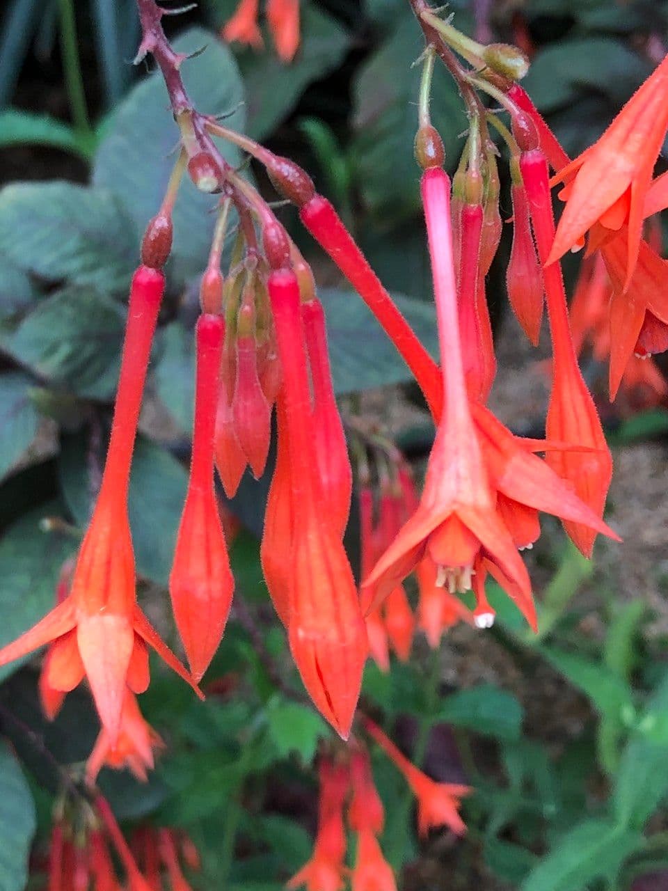 Fuchsien 2