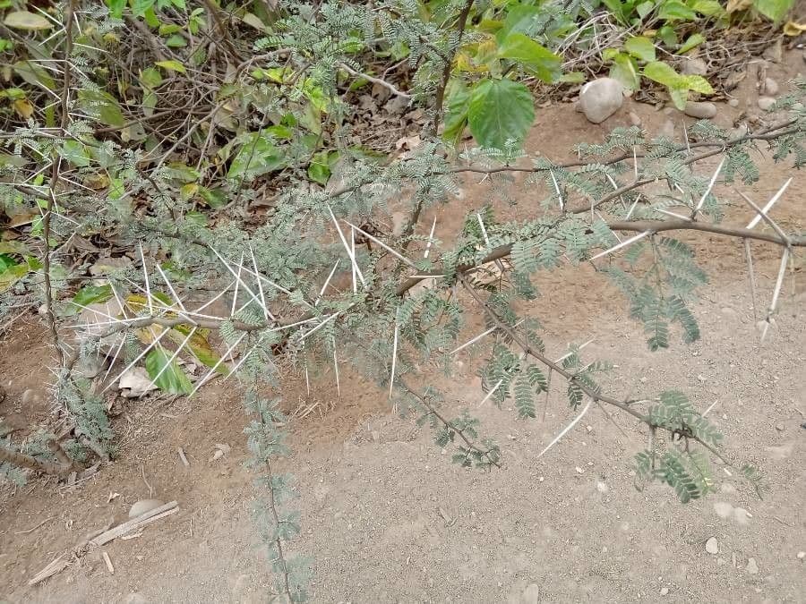 Vachellia gerrardii 10