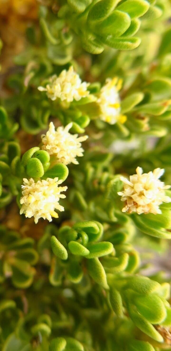 Baccharis 2
