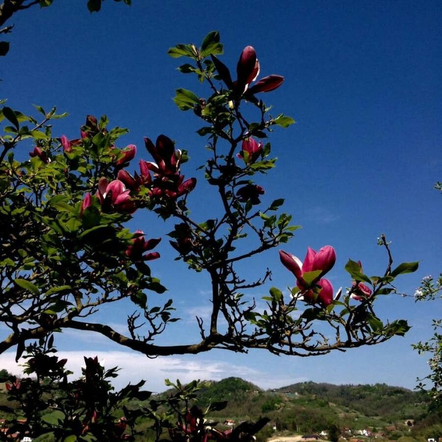 Magnolier 14