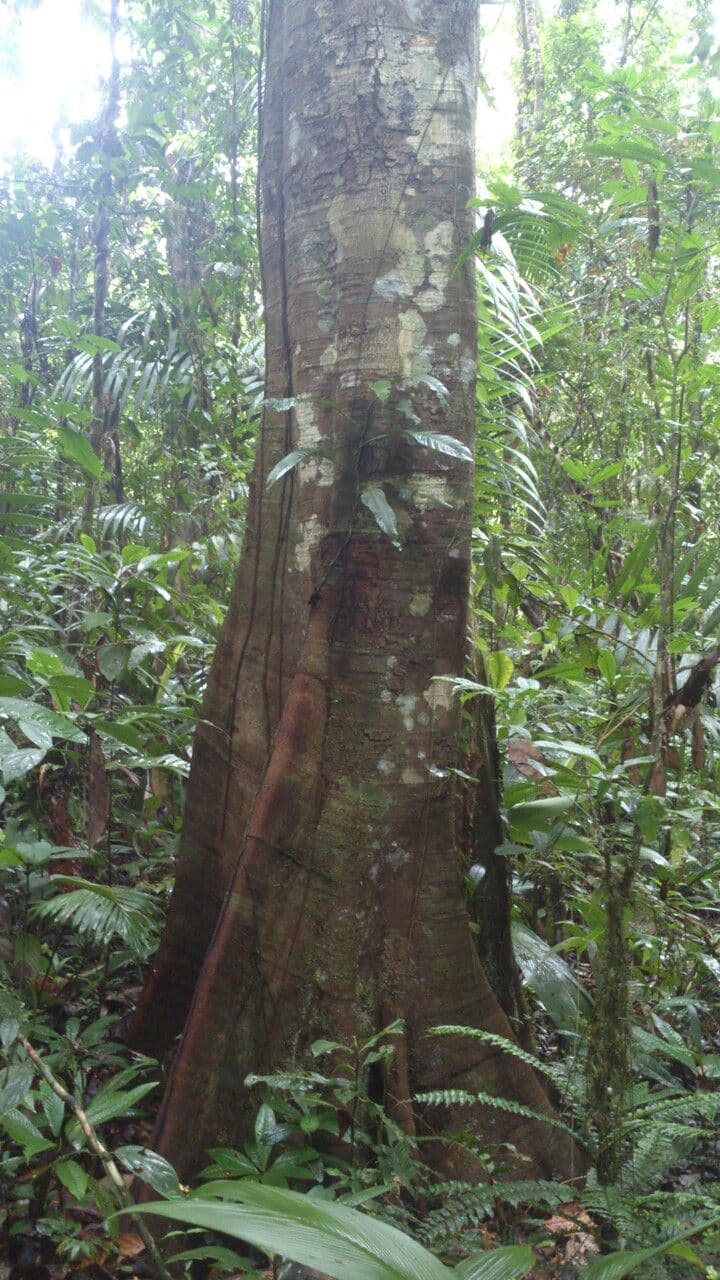 Tachigali 10