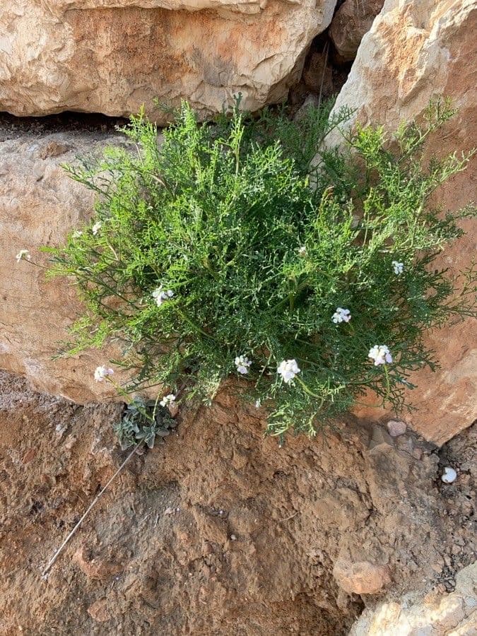 Erucaria 2
