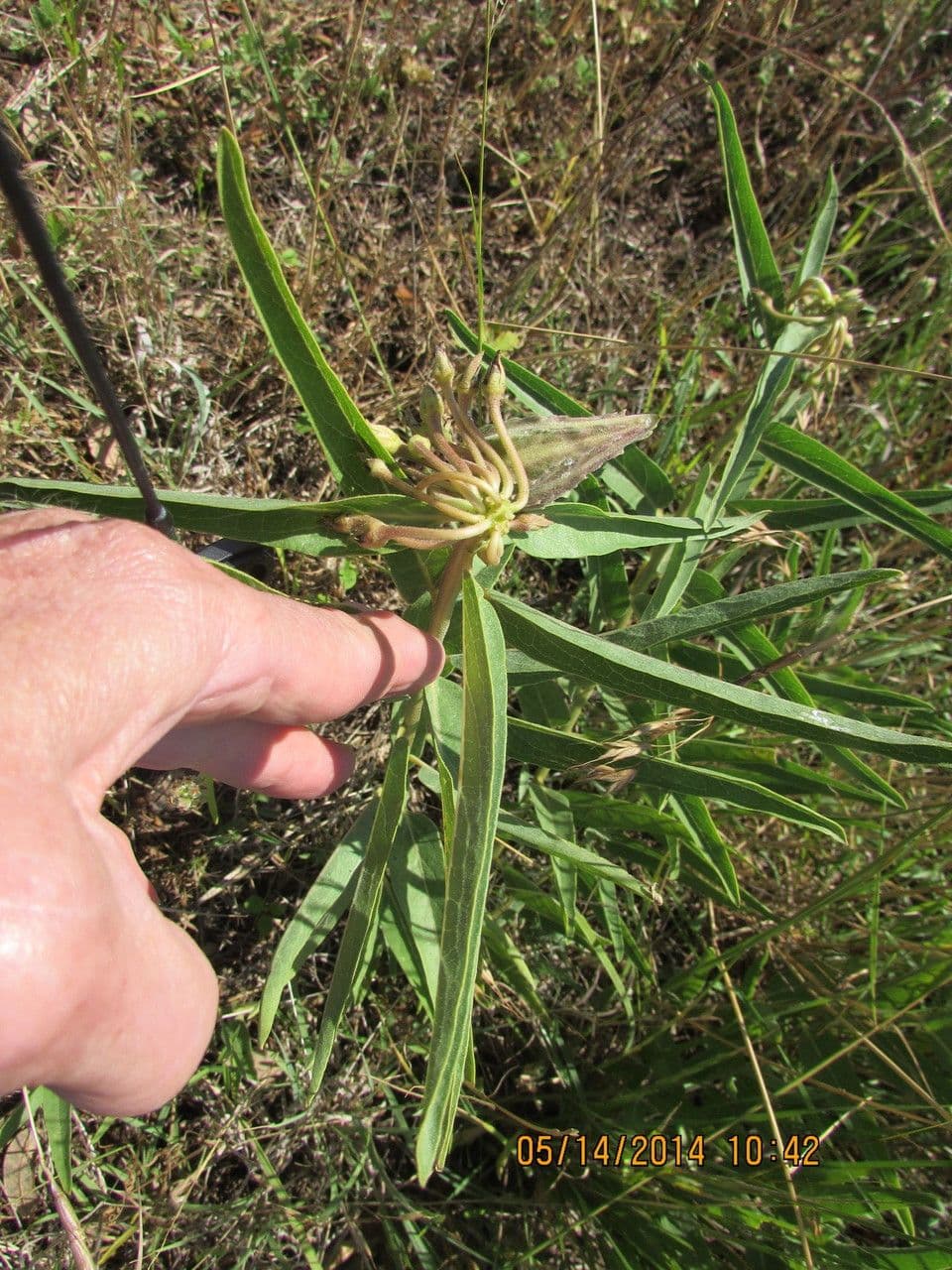 Asclepias asperula 2