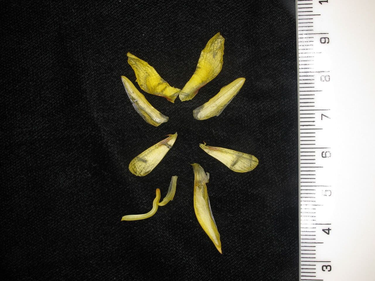 Cautleya 18