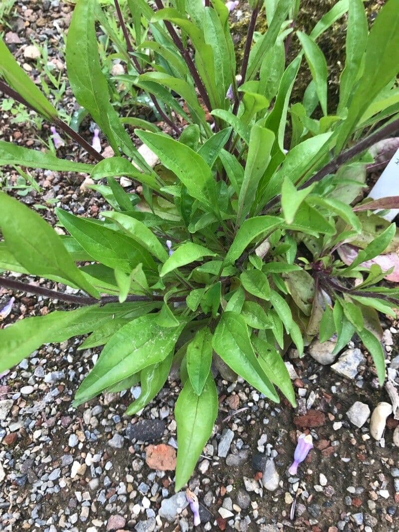 Penstemon gracile 10
