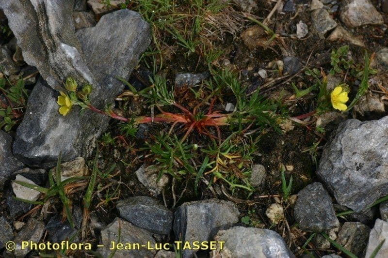 Potentilla multifida 6