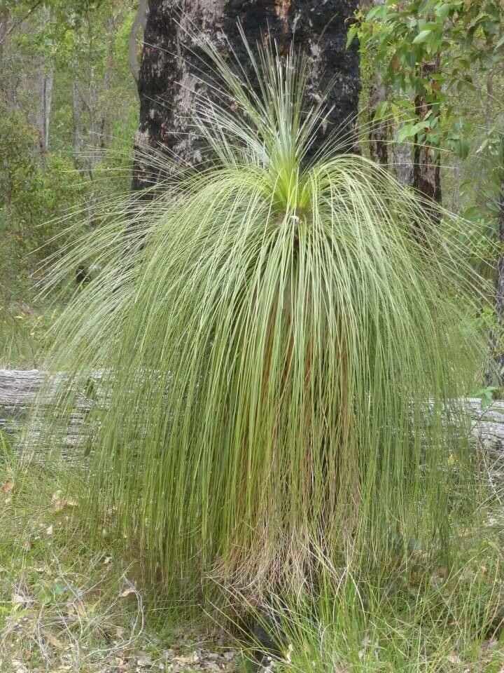 Xanthorrhoea 15