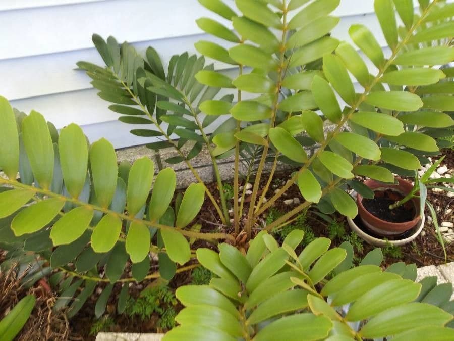 Zamia 19