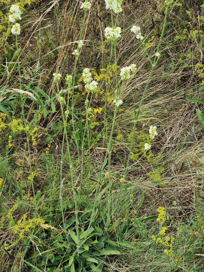 Silene 3