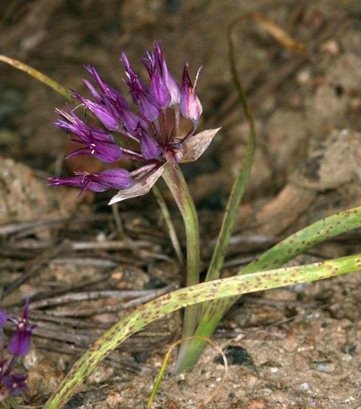 Allium falcifolium 2