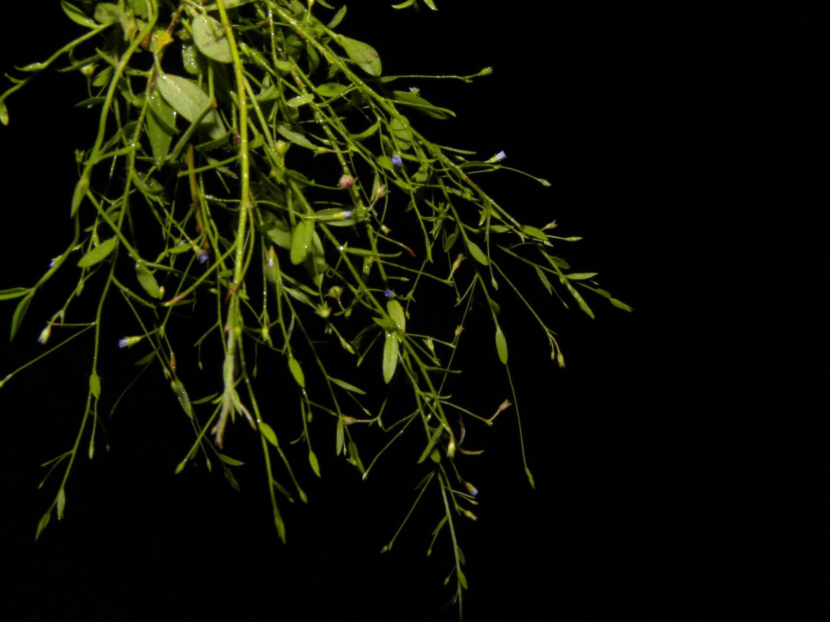 Evolvulo filiforme