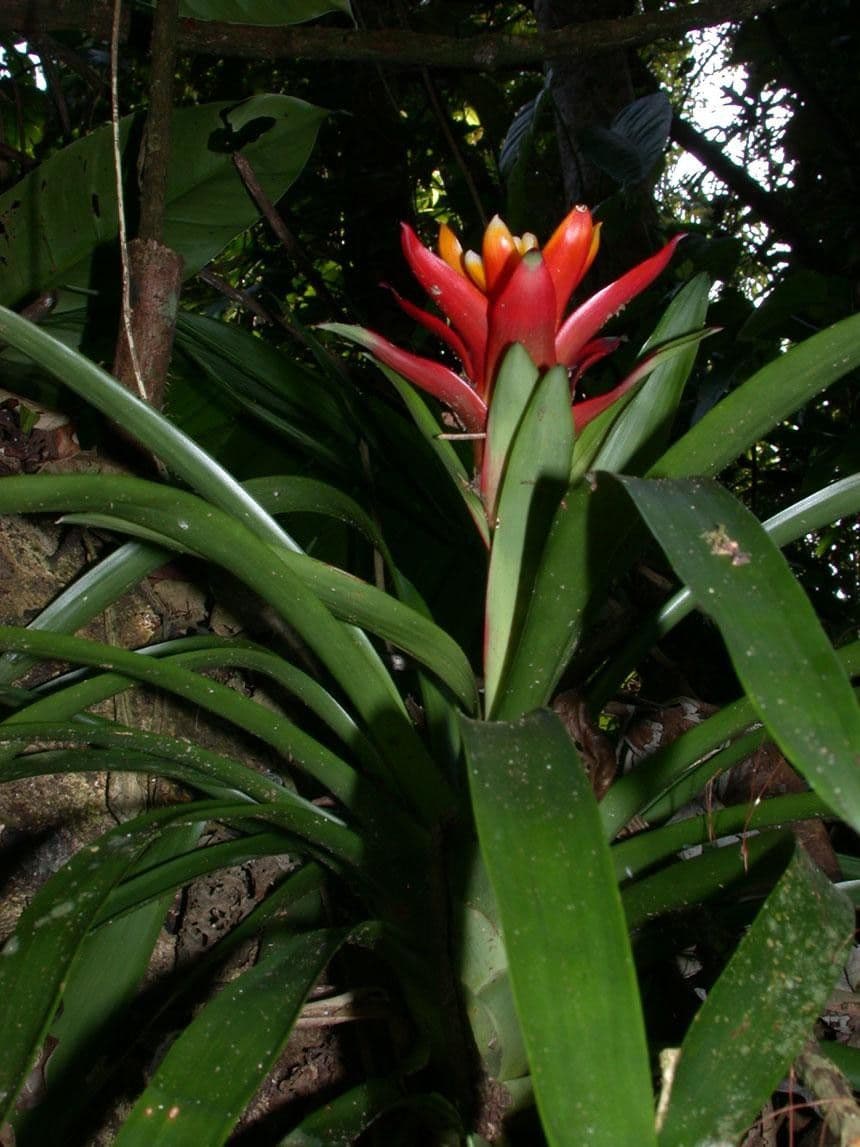 Guzmania lingulata 19