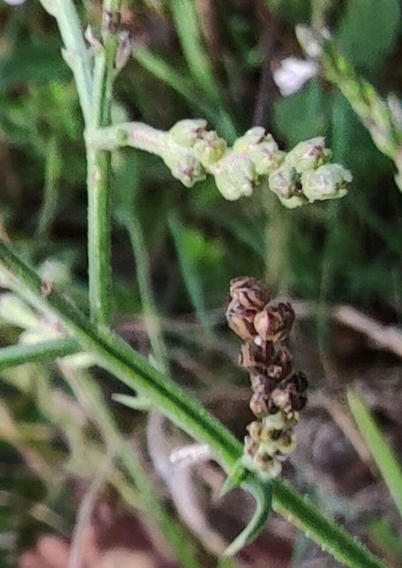 Verbena comune 4