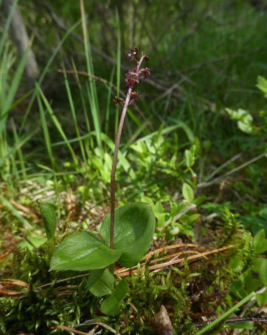 Lesser twayblade 18