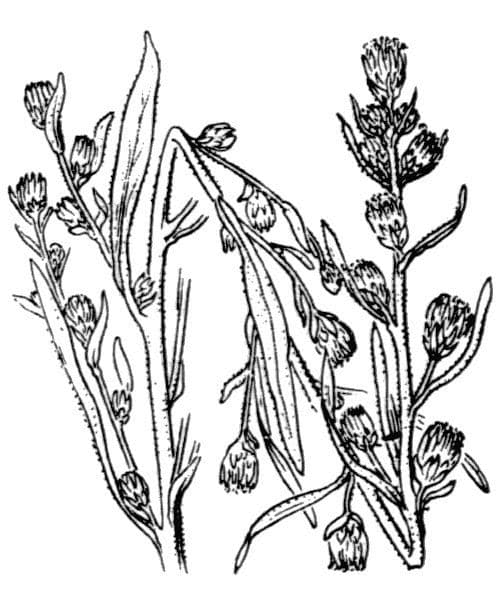 Inula fetida 34