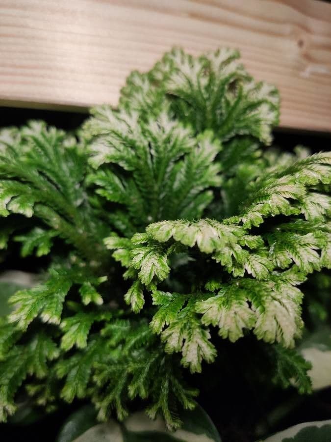 Plavuňka 7