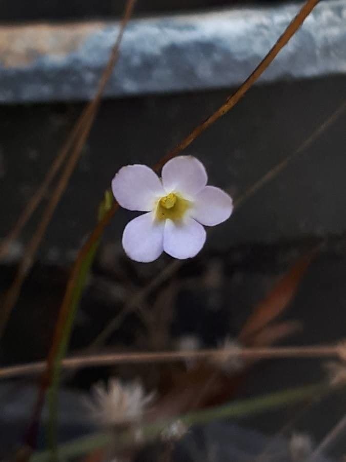 Curtia tenuifolia 3