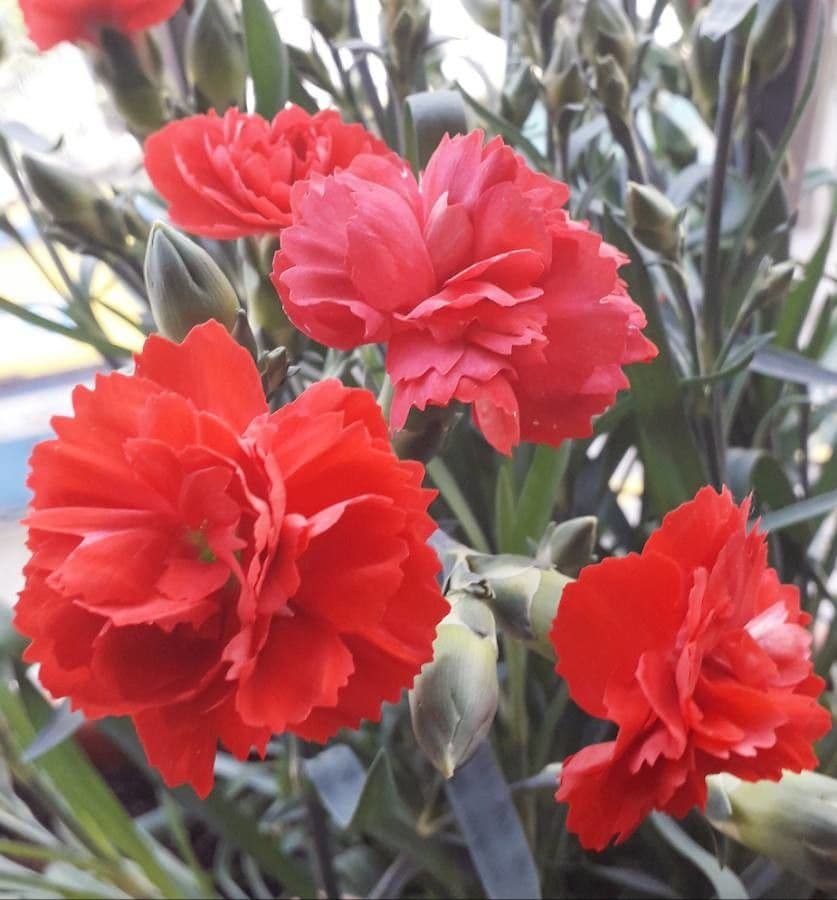 Clavel 8