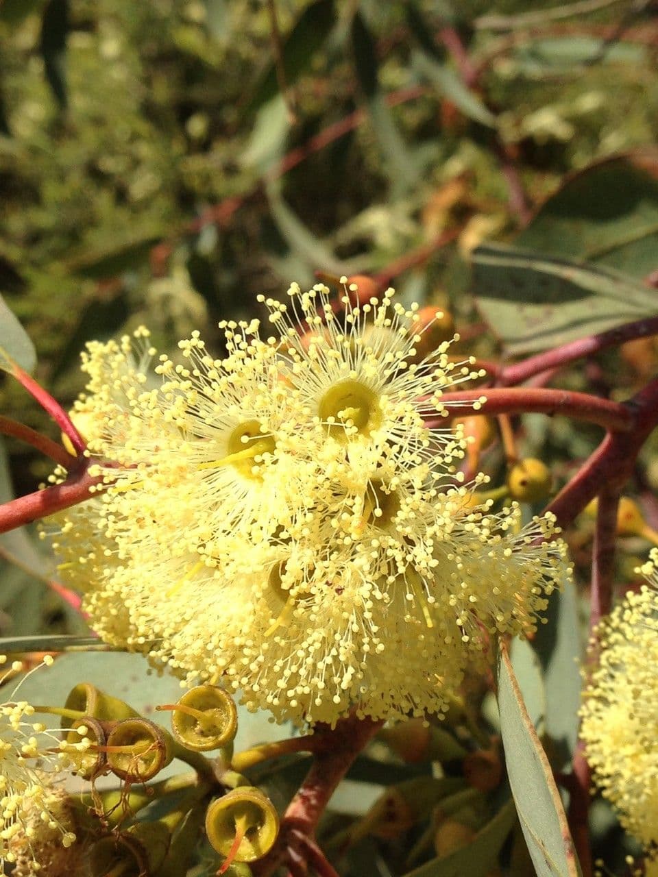 Eukalyptus 4