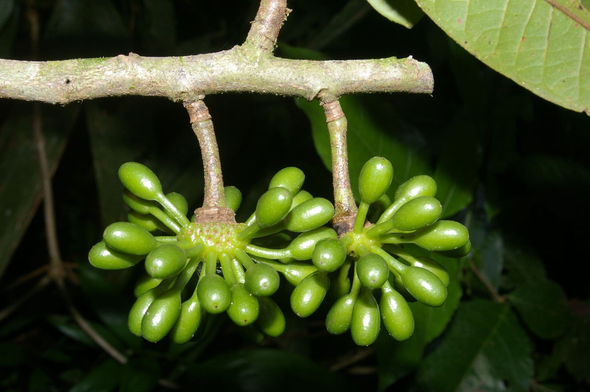 Guatteria