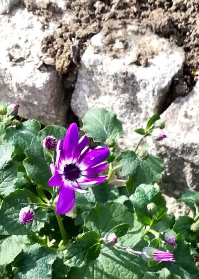 Pericallis 23