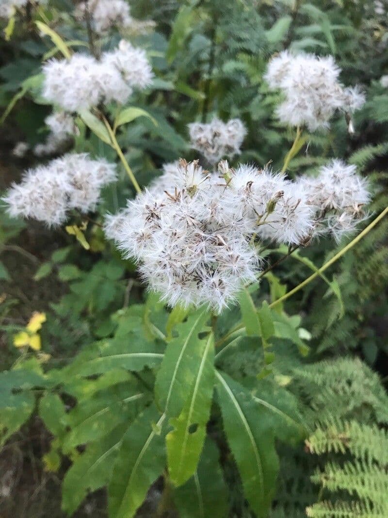 Fuchs' Greiskraut 2