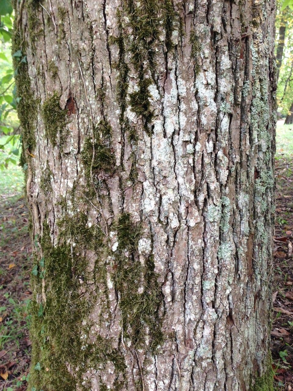 Magnolia acuminata 23