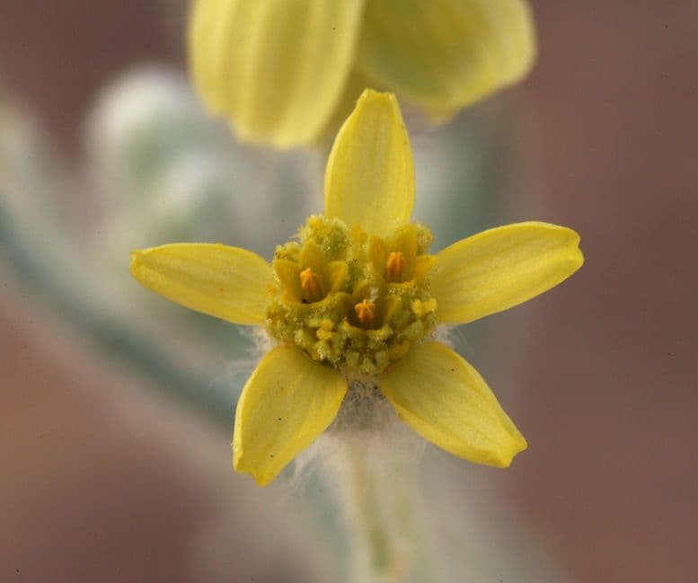 Baileya pauciradiata 2