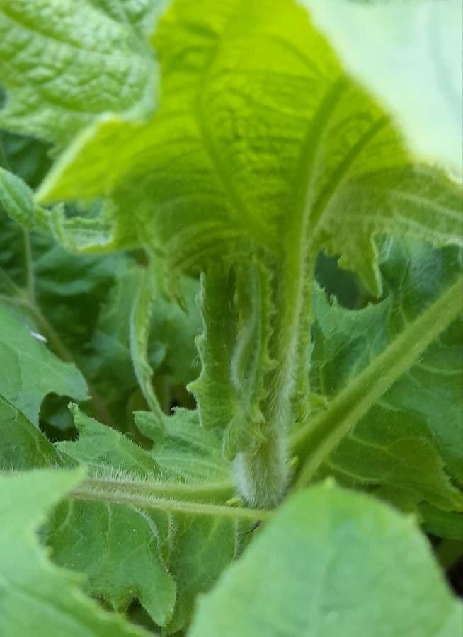 Smallanthus 6