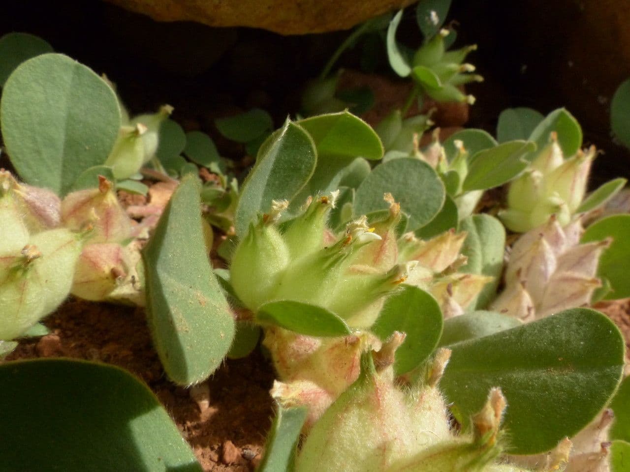 Tripodion tetraphyllum 28