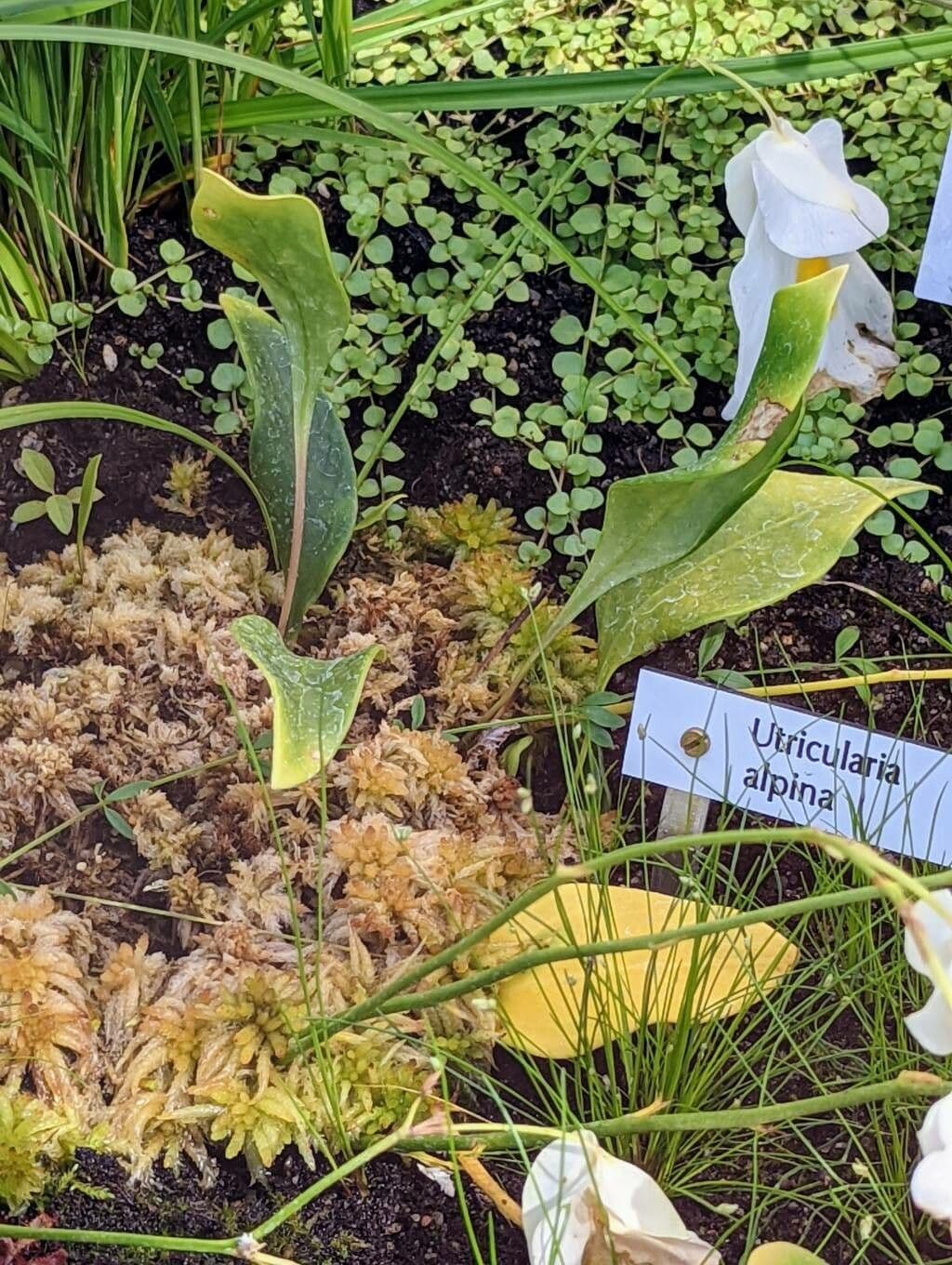 Utricularia 6