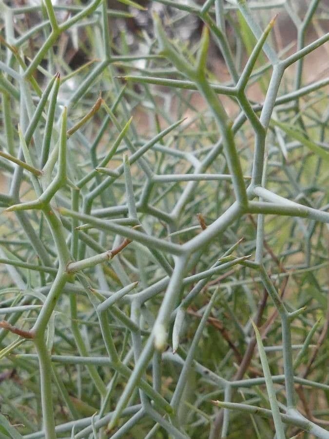 Launaea arborea 16
