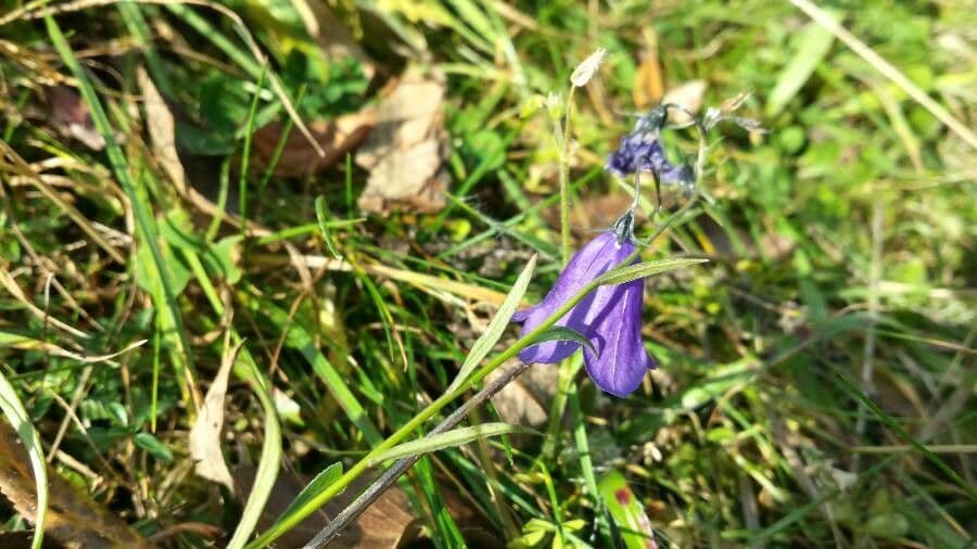 Campanula seghettata 2