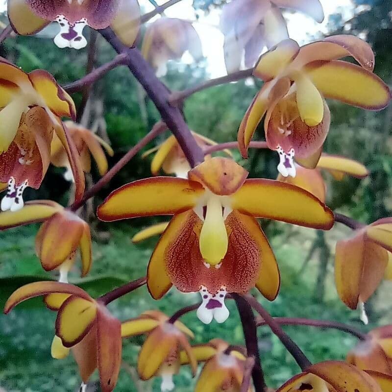 Eriopsis