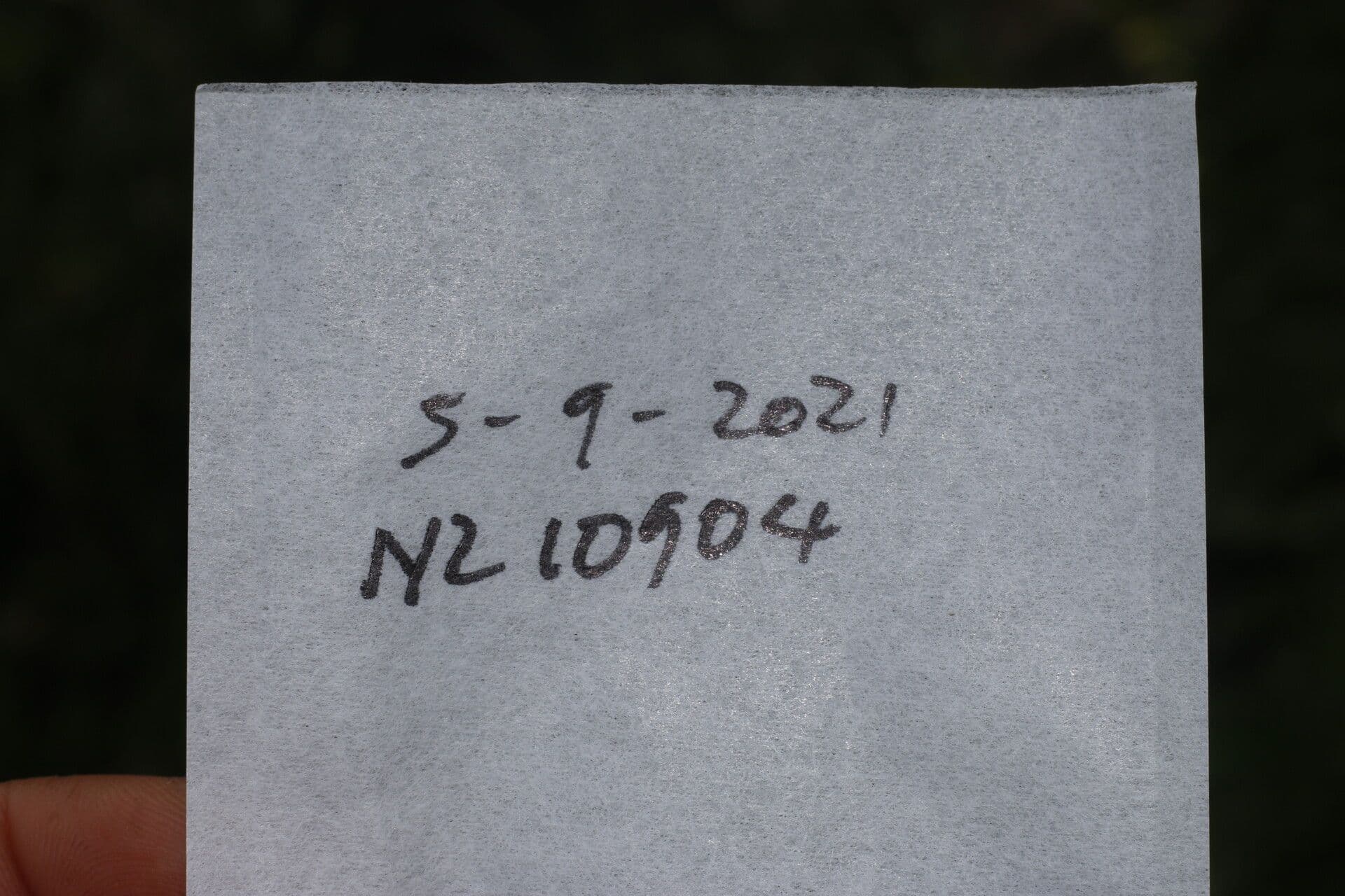 Solano giamaicano 23